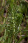 Largebracted plantain